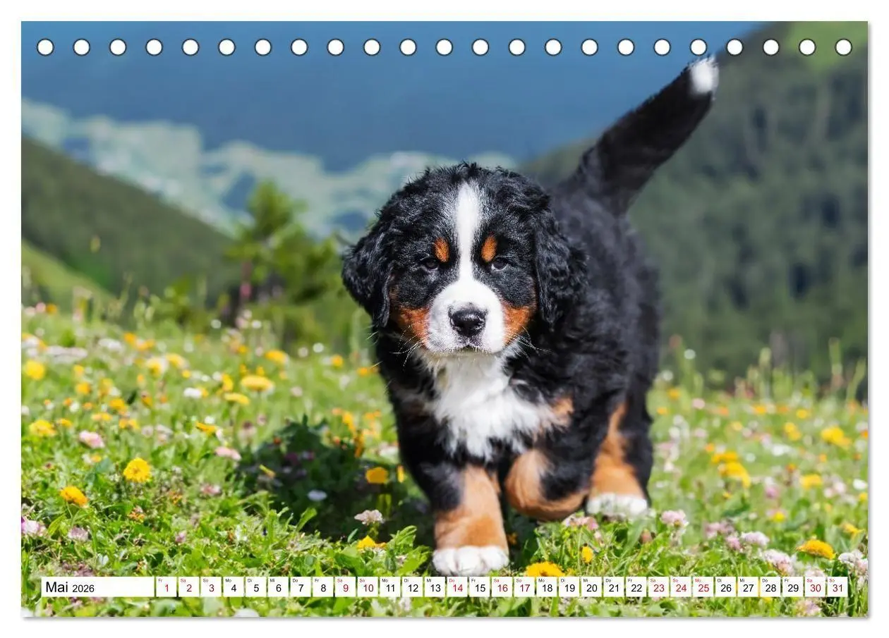 Bild: 9783516718652 | Berner Sennenhunde - Freunde für ein ganzes Leben (Tischkalender...