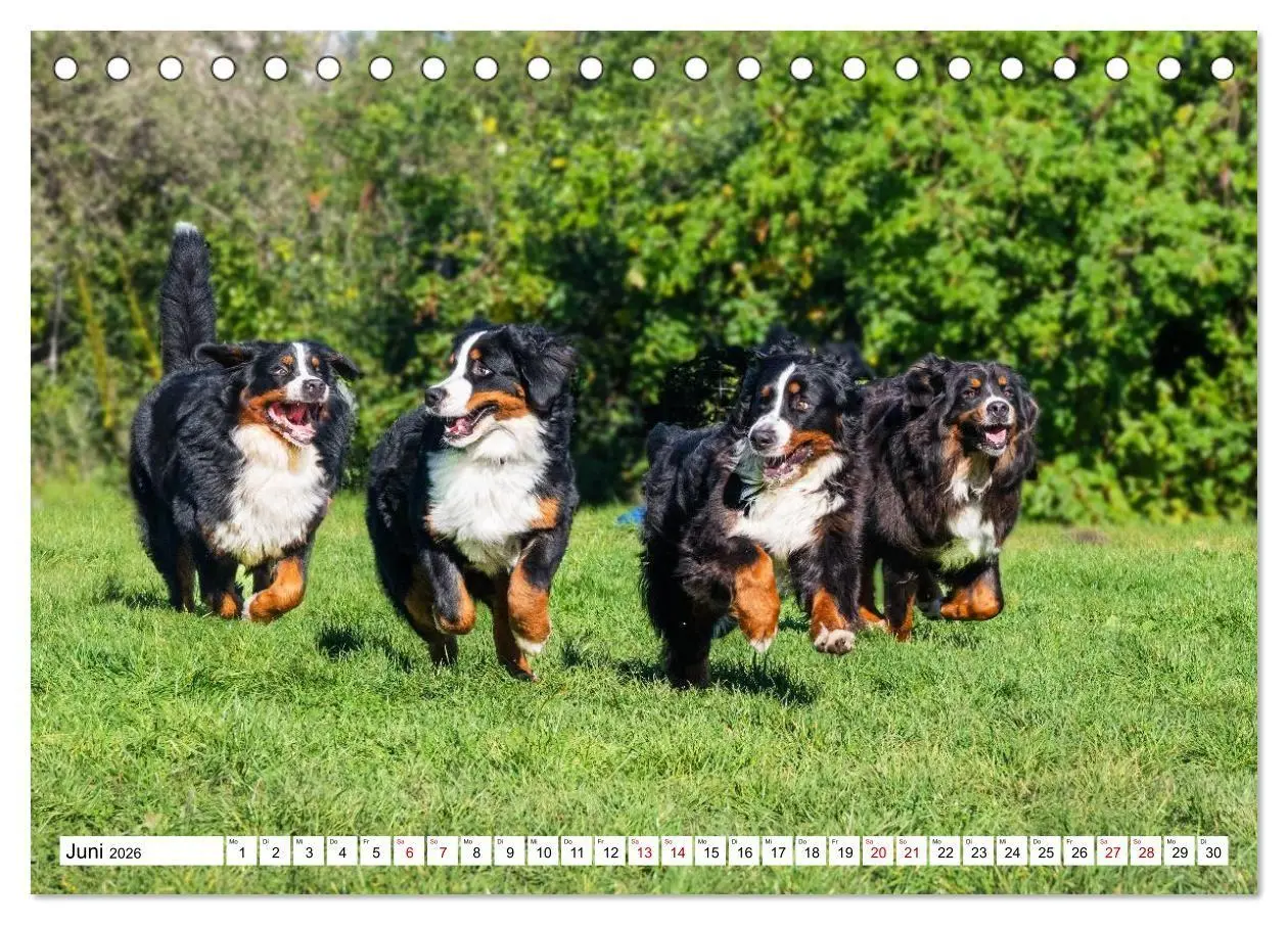 Bild: 9783516718652 | Berner Sennenhunde - Freunde für ein ganzes Leben (Tischkalender...