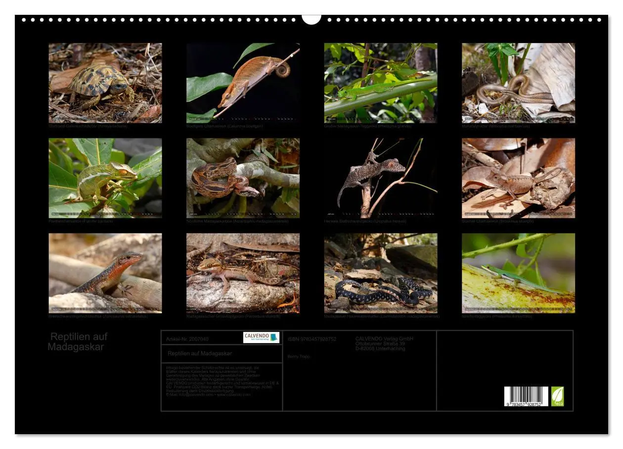 Bild: 9783457928752 | Reptilien auf Madagaskar (Wandkalender 2026 DIN A2 quer), CALVENDO...