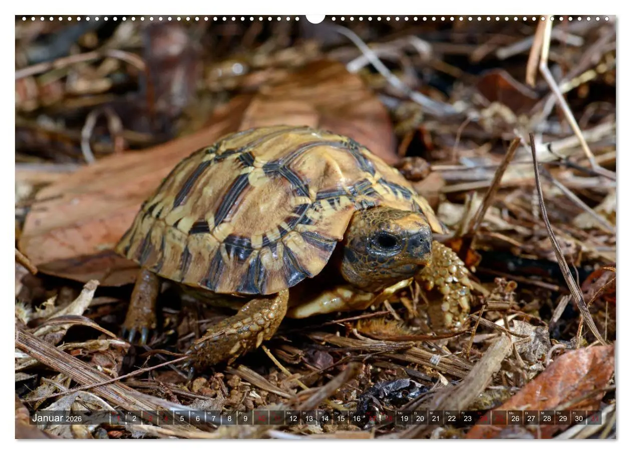 Bild: 9783457928752 | Reptilien auf Madagaskar (Wandkalender 2026 DIN A2 quer), CALVENDO...