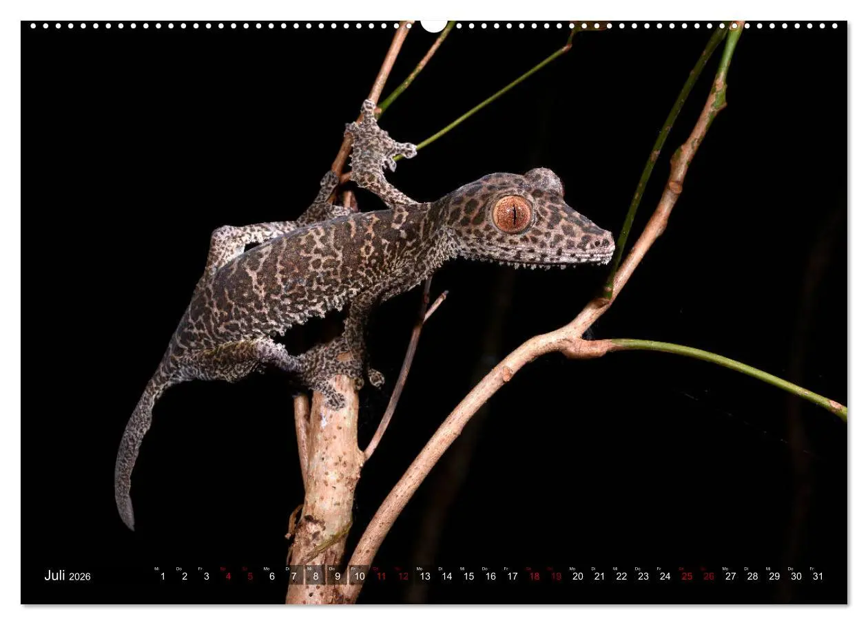 Bild: 9783457928752 | Reptilien auf Madagaskar (Wandkalender 2026 DIN A2 quer), CALVENDO...
