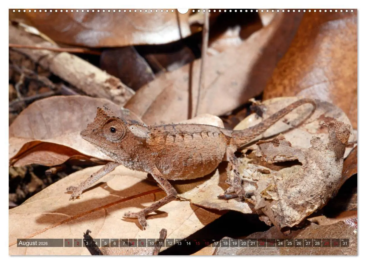 Bild: 9783457928752 | Reptilien auf Madagaskar (Wandkalender 2026 DIN A2 quer), CALVENDO...