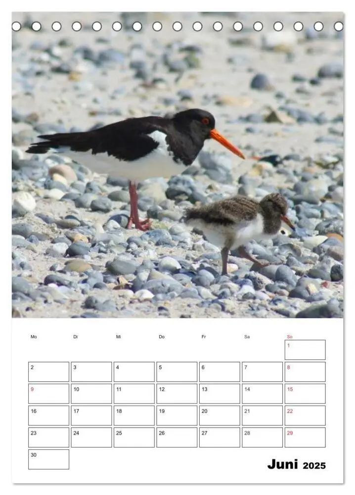 Bild: 9783435998852 | Einzigartige Insel Helgoland (Tischkalender 2025 DIN A5 hoch),...