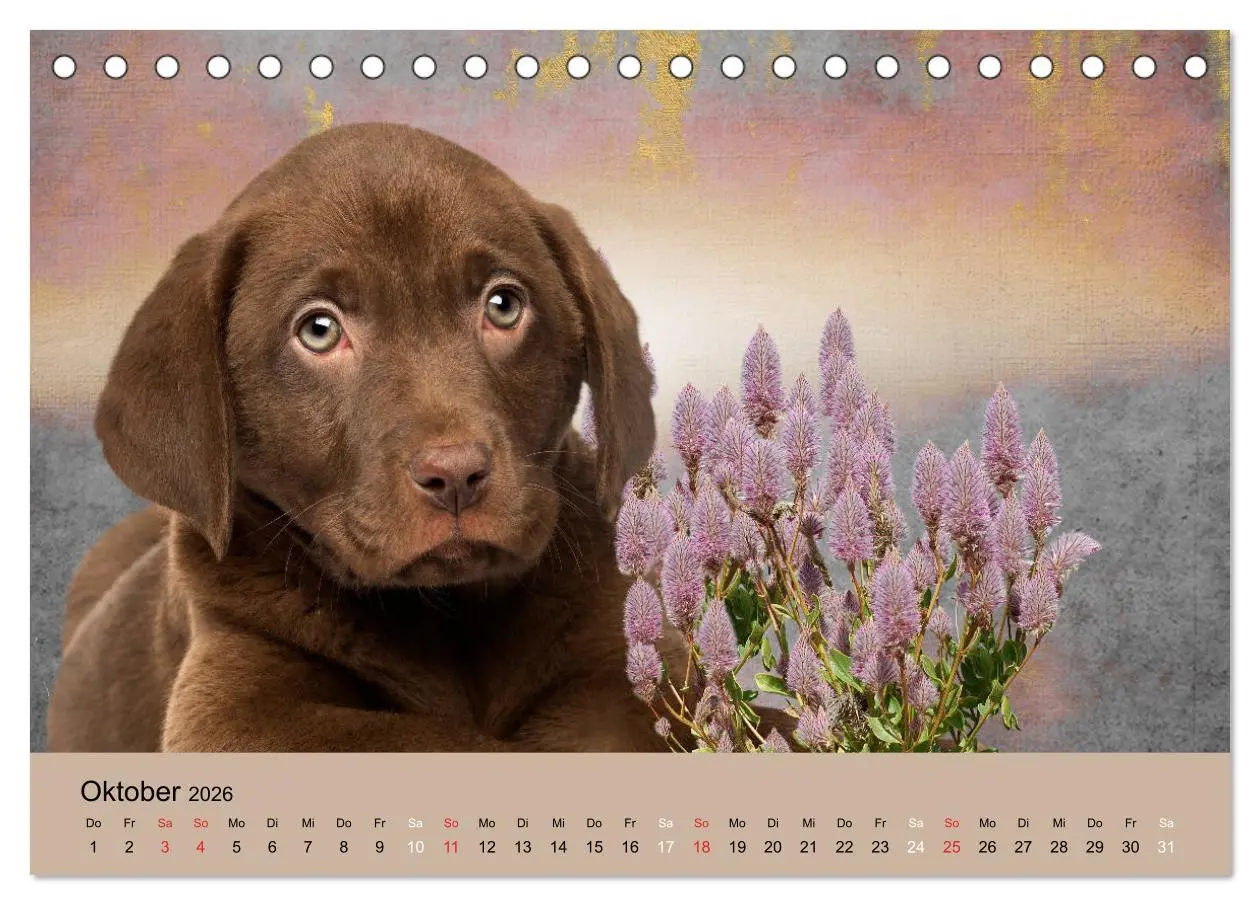 Bild: 9783457729052 | Labrador Retriever unsere Freunde (Tischkalender 2026 DIN A5 quer),...
