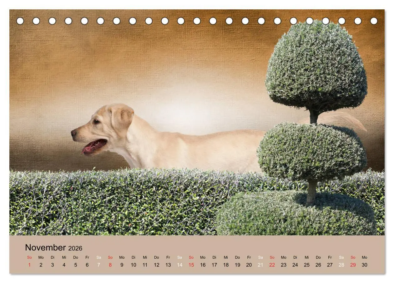 Bild: 9783457729052 | Labrador Retriever unsere Freunde (Tischkalender 2026 DIN A5 quer),...