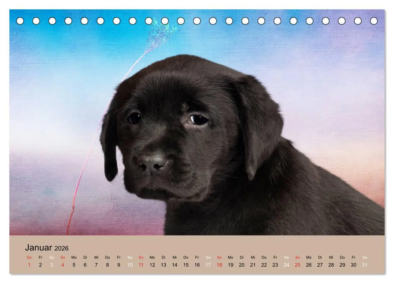 Bild: 9783457729052 | Labrador Retriever unsere Freunde (Tischkalender 2026 DIN A5 quer),...