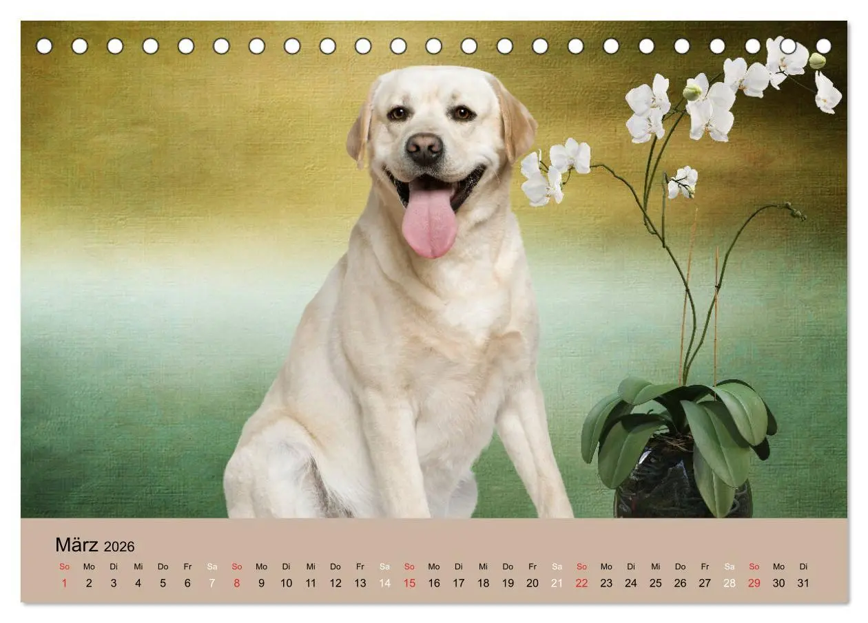 Bild: 9783457729052 | Labrador Retriever unsere Freunde (Tischkalender 2026 DIN A5 quer),...