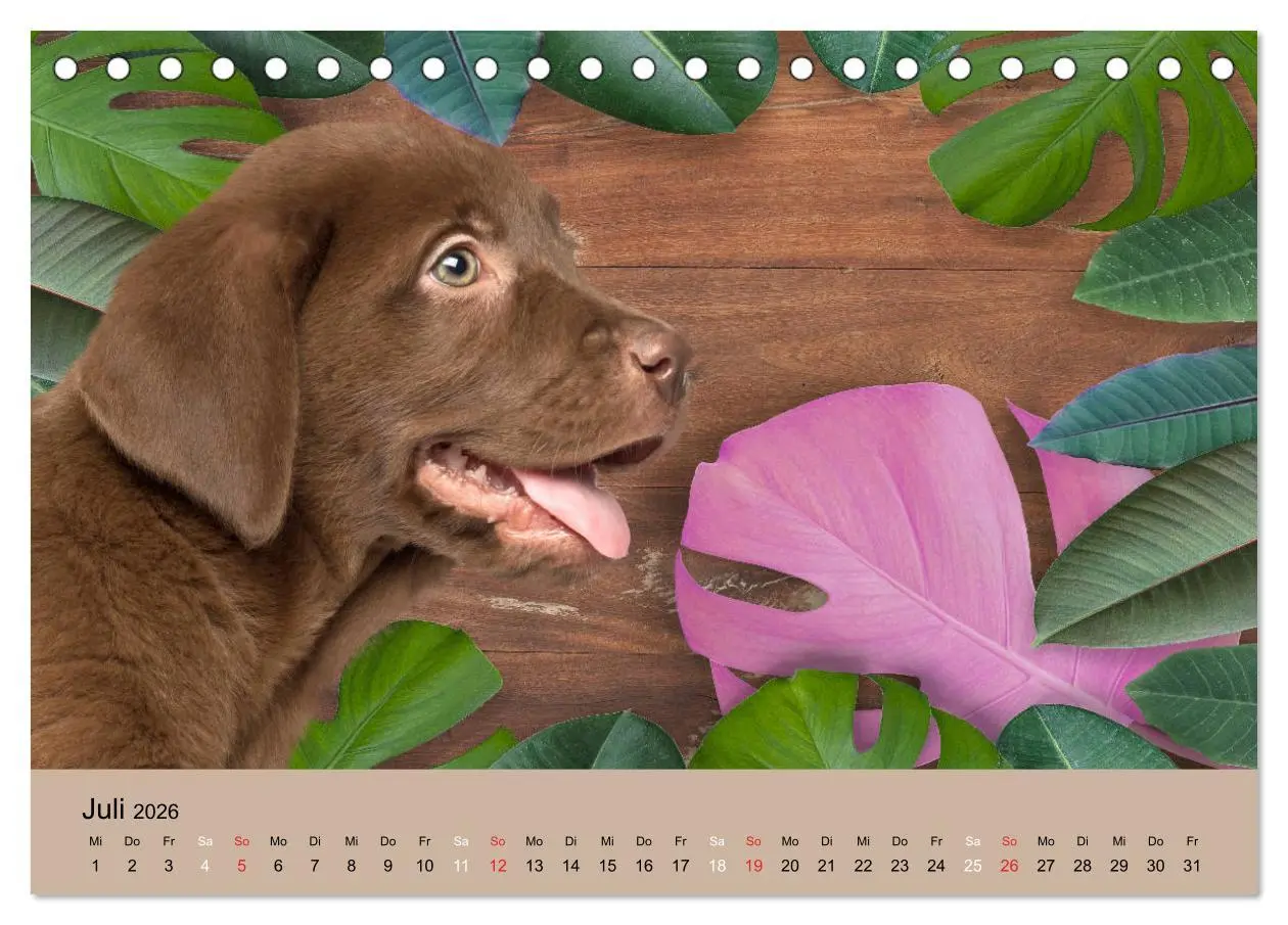 Bild: 9783457729052 | Labrador Retriever unsere Freunde (Tischkalender 2026 DIN A5 quer),...