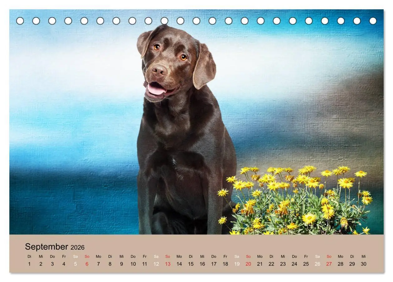 Bild: 9783457729052 | Labrador Retriever unsere Freunde (Tischkalender 2026 DIN A5 quer),...