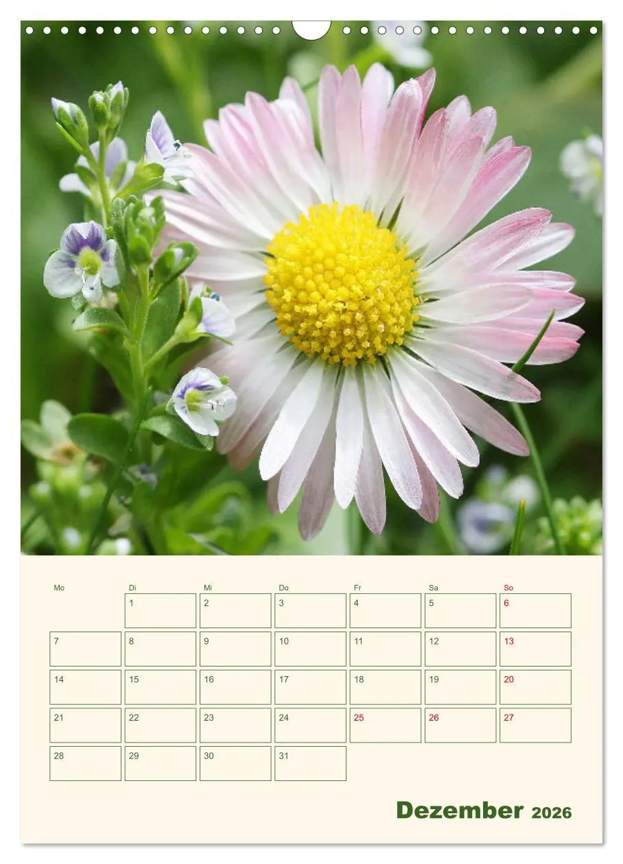 Bild: 9783516369052 | Verträumte Gänseblümchen (Wandkalender 2026 DIN A3 hoch), CALVENDO...