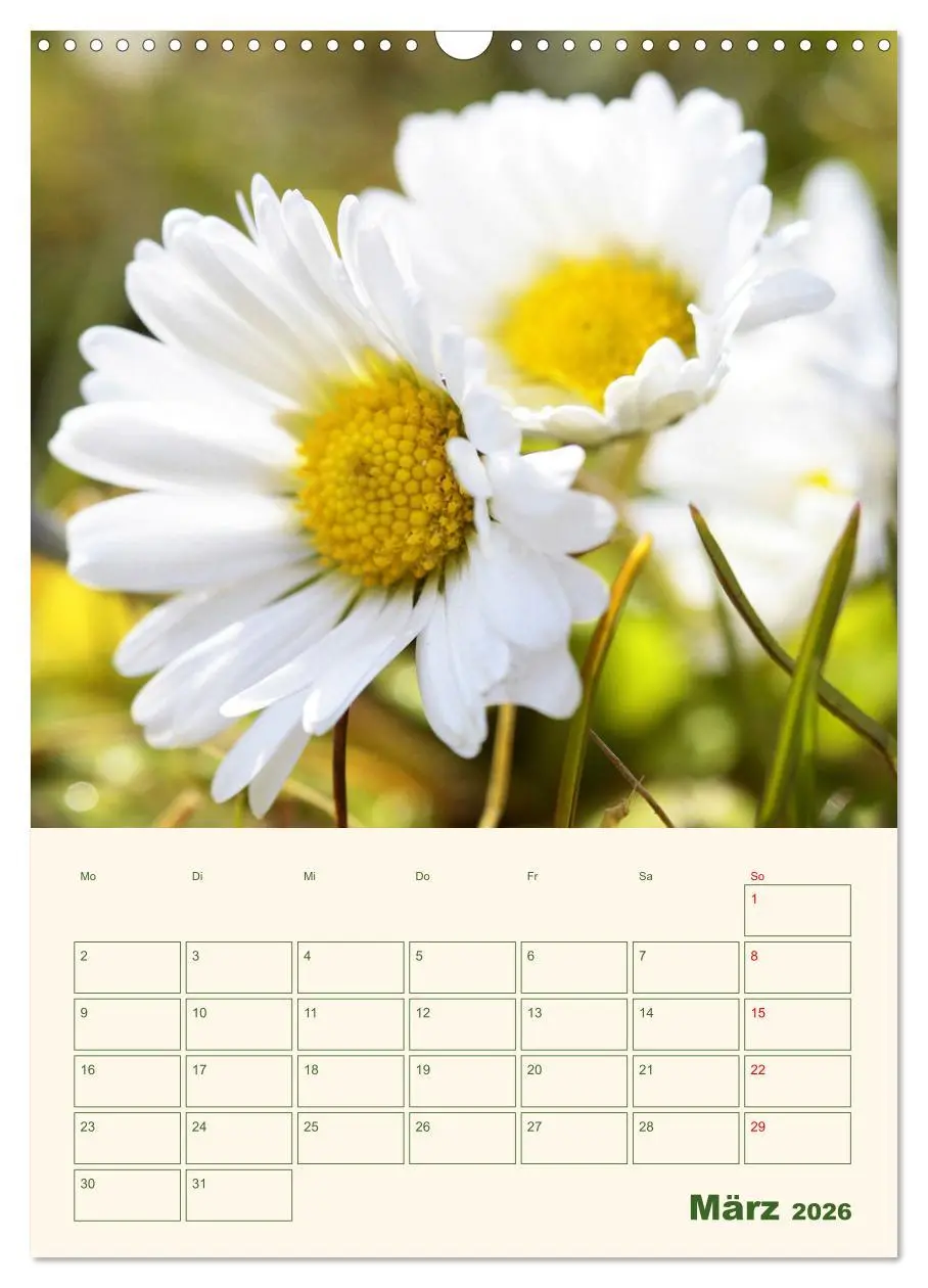 Bild: 9783516369052 | Verträumte Gänseblümchen (Wandkalender 2026 DIN A3 hoch), CALVENDO...