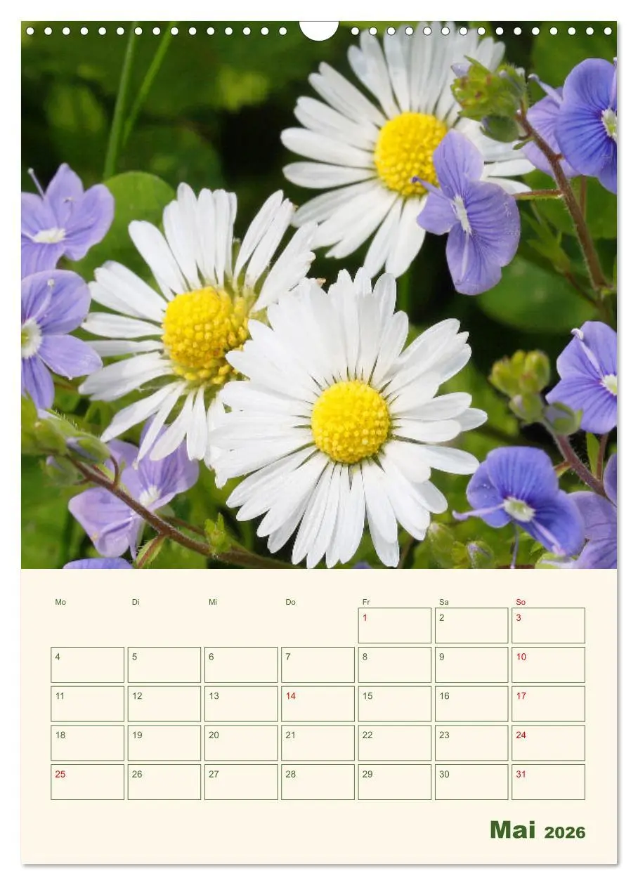 Bild: 9783516369052 | Verträumte Gänseblümchen (Wandkalender 2026 DIN A3 hoch), CALVENDO...