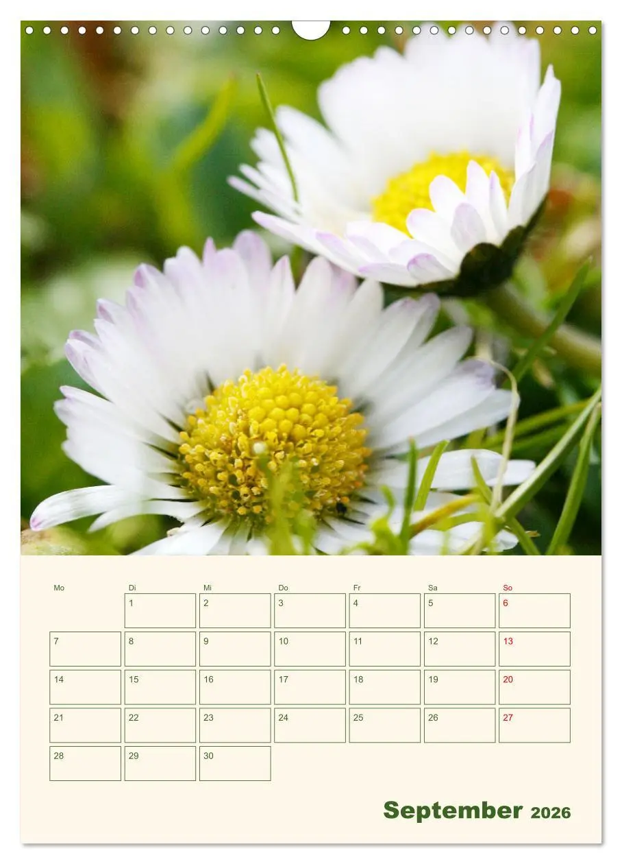 Bild: 9783516369052 | Verträumte Gänseblümchen (Wandkalender 2026 DIN A3 hoch), CALVENDO...