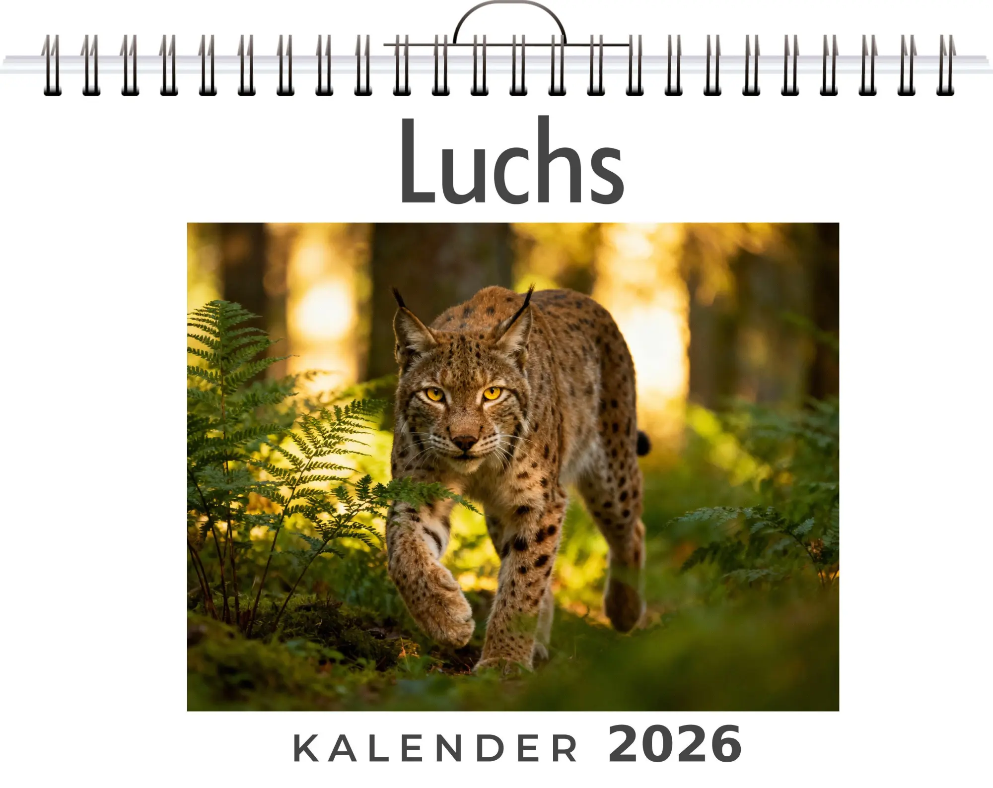 Cover: 9783695329052 | Luchs | Zoe Fischer | Kalender | Deutsch | 2026 | FlipFlop