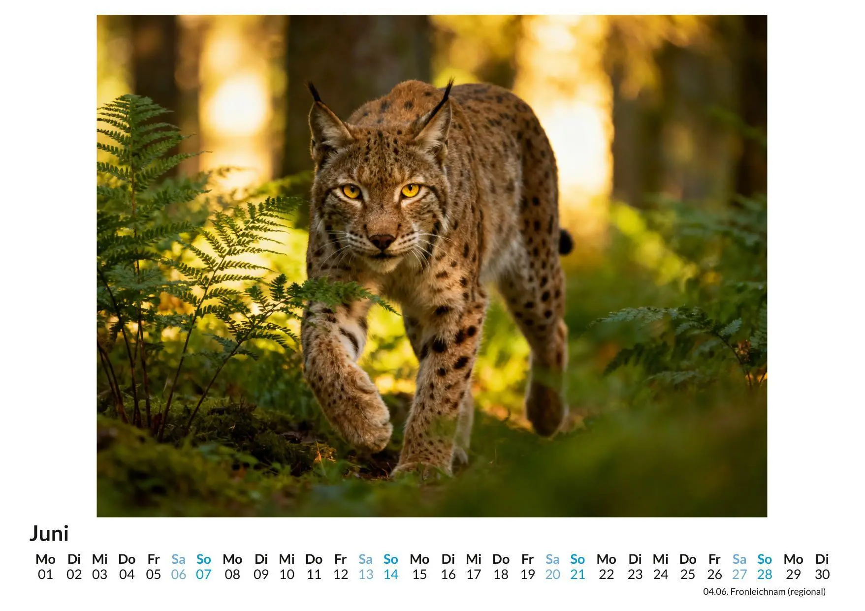 Bild: 9783695329052 | Luchs | Zoe Fischer | Kalender | Deutsch | 2026 | FlipFlop