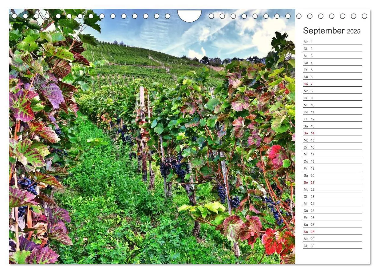 Bild: 9783435549252 | Bildschön - Die Mosel (Wandkalender 2025 DIN A4 quer), CALVENDO...