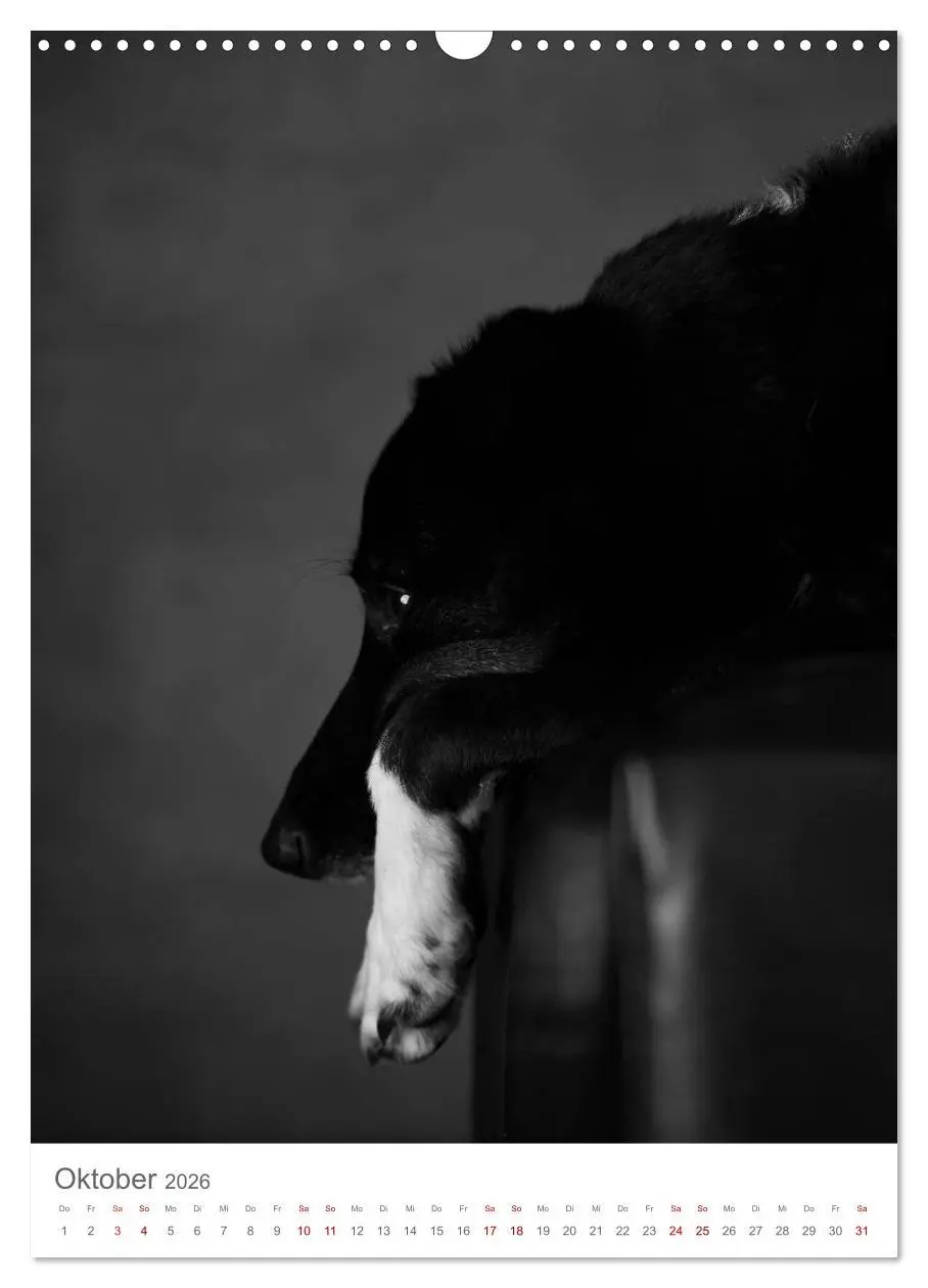 Bild: 9783516419252 | Fine Art Hundeportraits (Wandkalender 2026 DIN A3 hoch), CALVENDO...