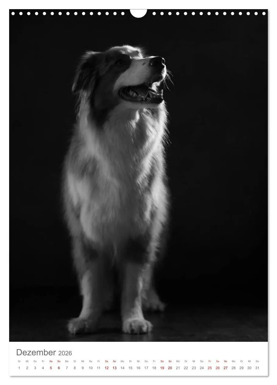 Bild: 9783516419252 | Fine Art Hundeportraits (Wandkalender 2026 DIN A3 hoch), CALVENDO...