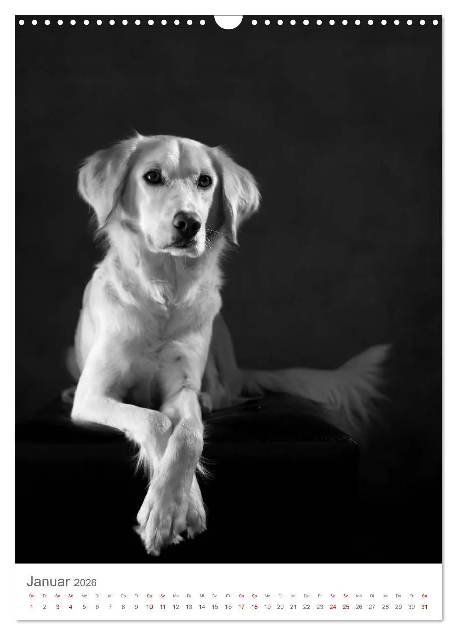 Bild: 9783516419252 | Fine Art Hundeportraits (Wandkalender 2026 DIN A3 hoch), CALVENDO...