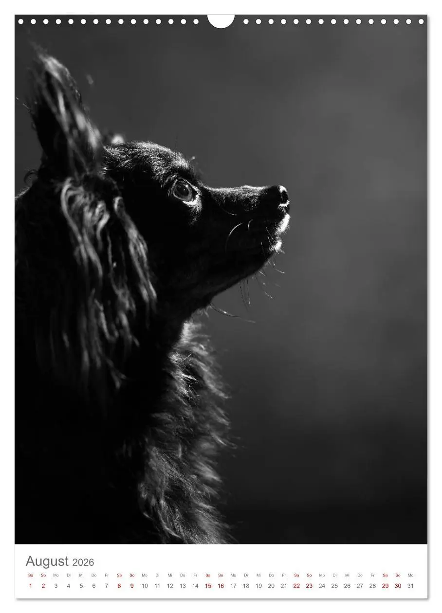 Bild: 9783516419252 | Fine Art Hundeportraits (Wandkalender 2026 DIN A3 hoch), CALVENDO...