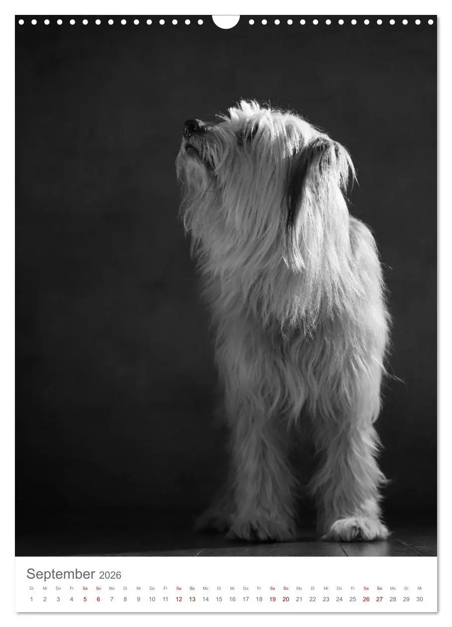 Bild: 9783516419252 | Fine Art Hundeportraits (Wandkalender 2026 DIN A3 hoch), CALVENDO...