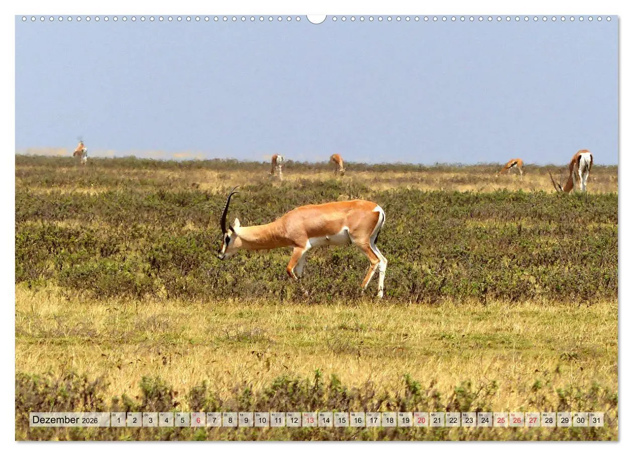 Bild: 9783457929452 | Tansania. Impressionen aus Ostafrika (Wandkalender 2026 DIN A2...