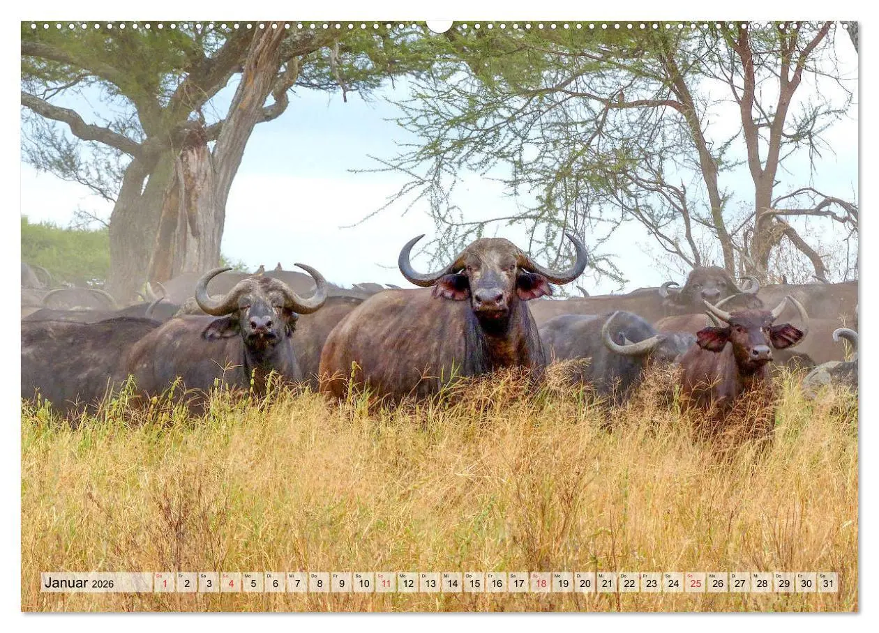 Bild: 9783457929452 | Tansania. Impressionen aus Ostafrika (Wandkalender 2026 DIN A2...
