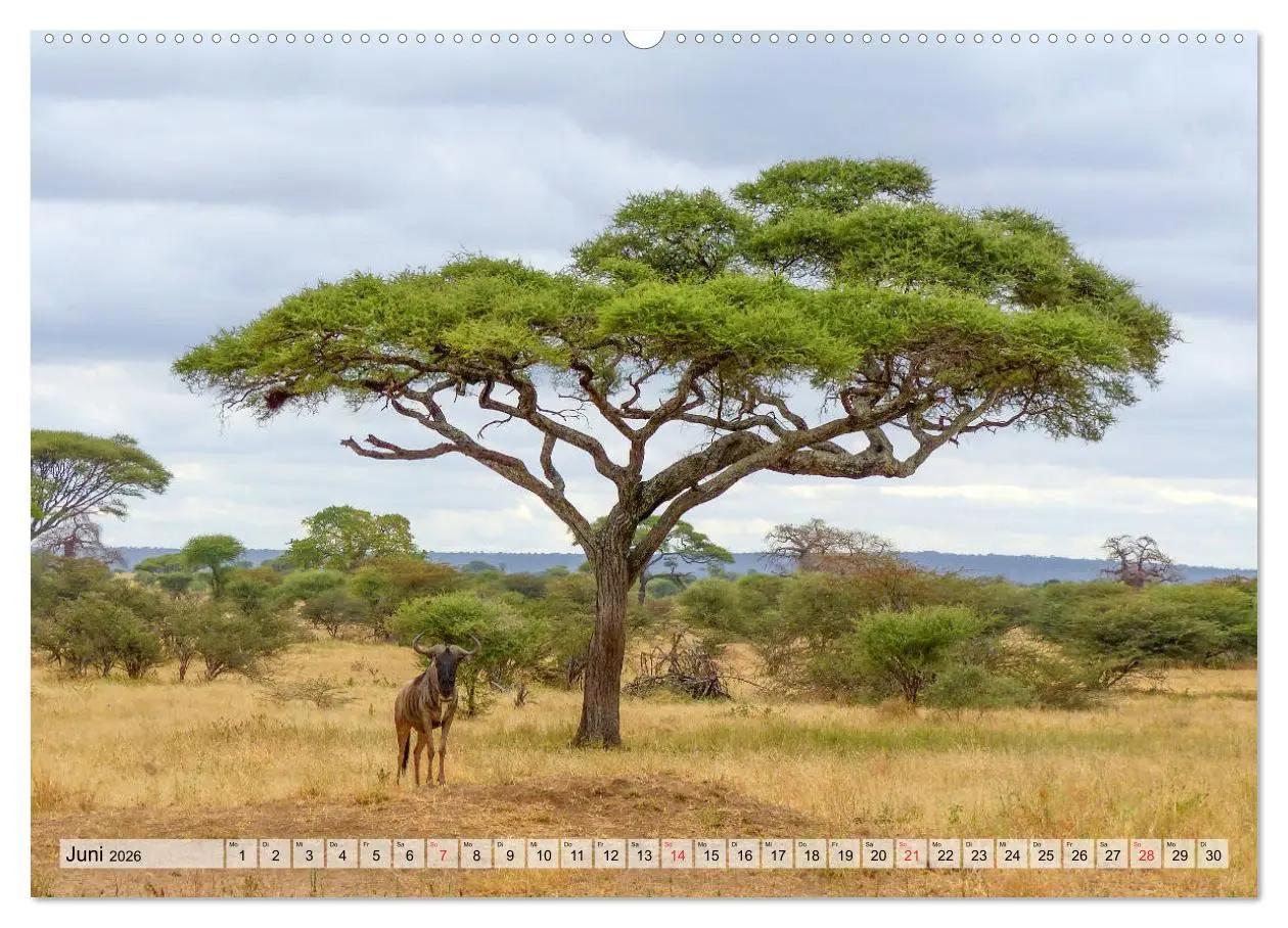 Bild: 9783457929452 | Tansania. Impressionen aus Ostafrika (Wandkalender 2026 DIN A2...