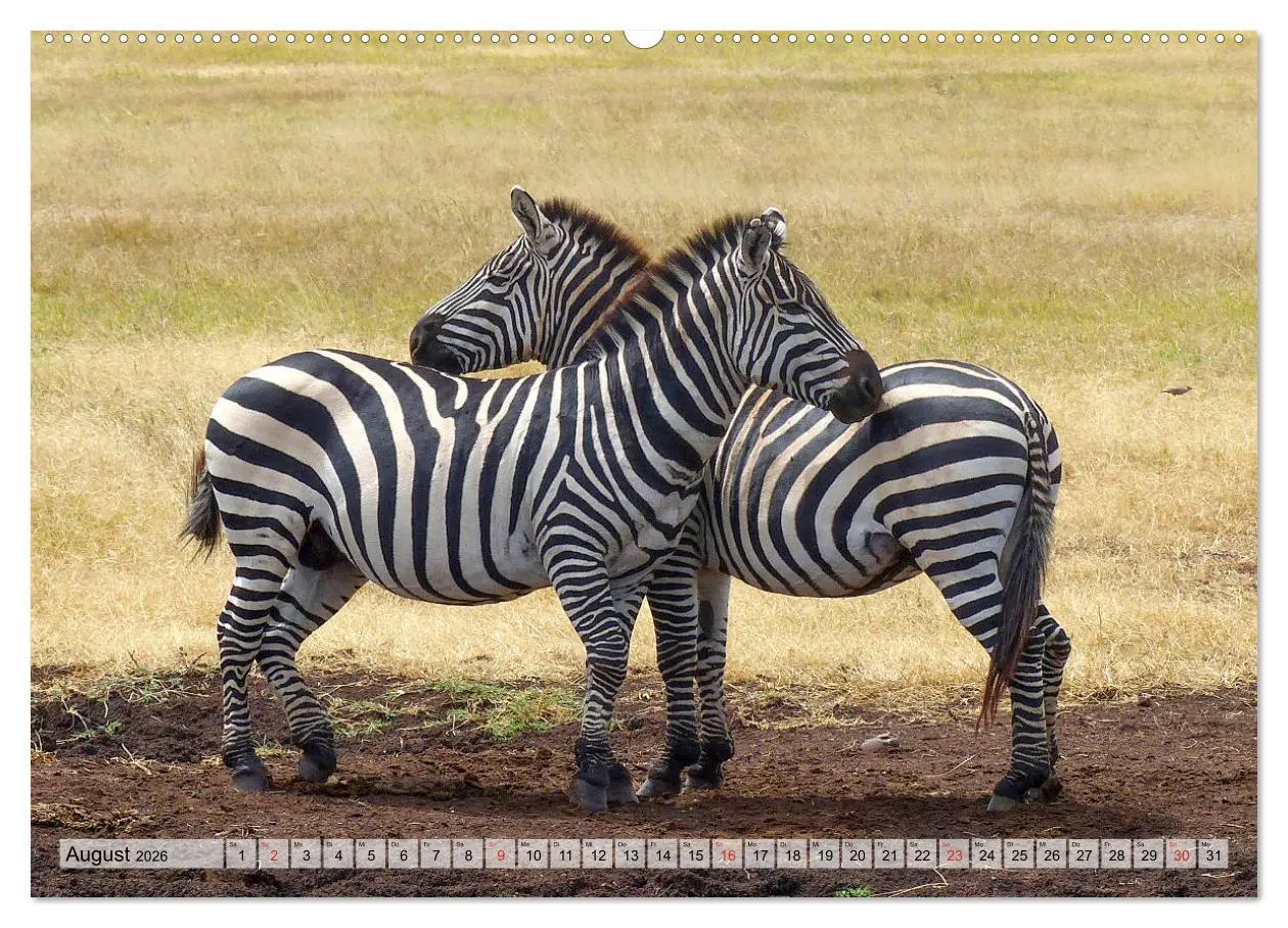 Bild: 9783457929452 | Tansania. Impressionen aus Ostafrika (Wandkalender 2026 DIN A2...