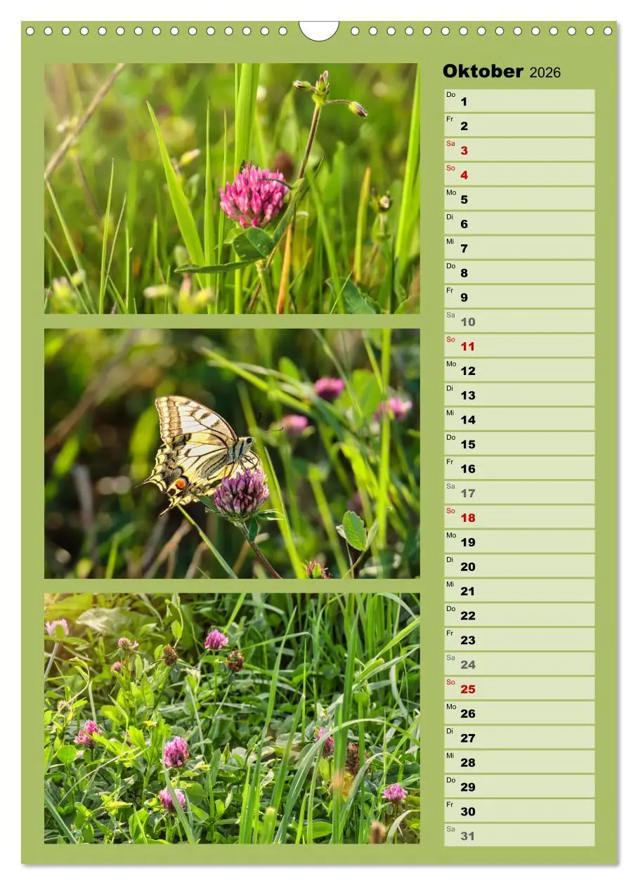 Bild: 9783516259452 | Farbenzauber, bunte Wiesen und bunte Falter (Wandkalender 2026 DIN...