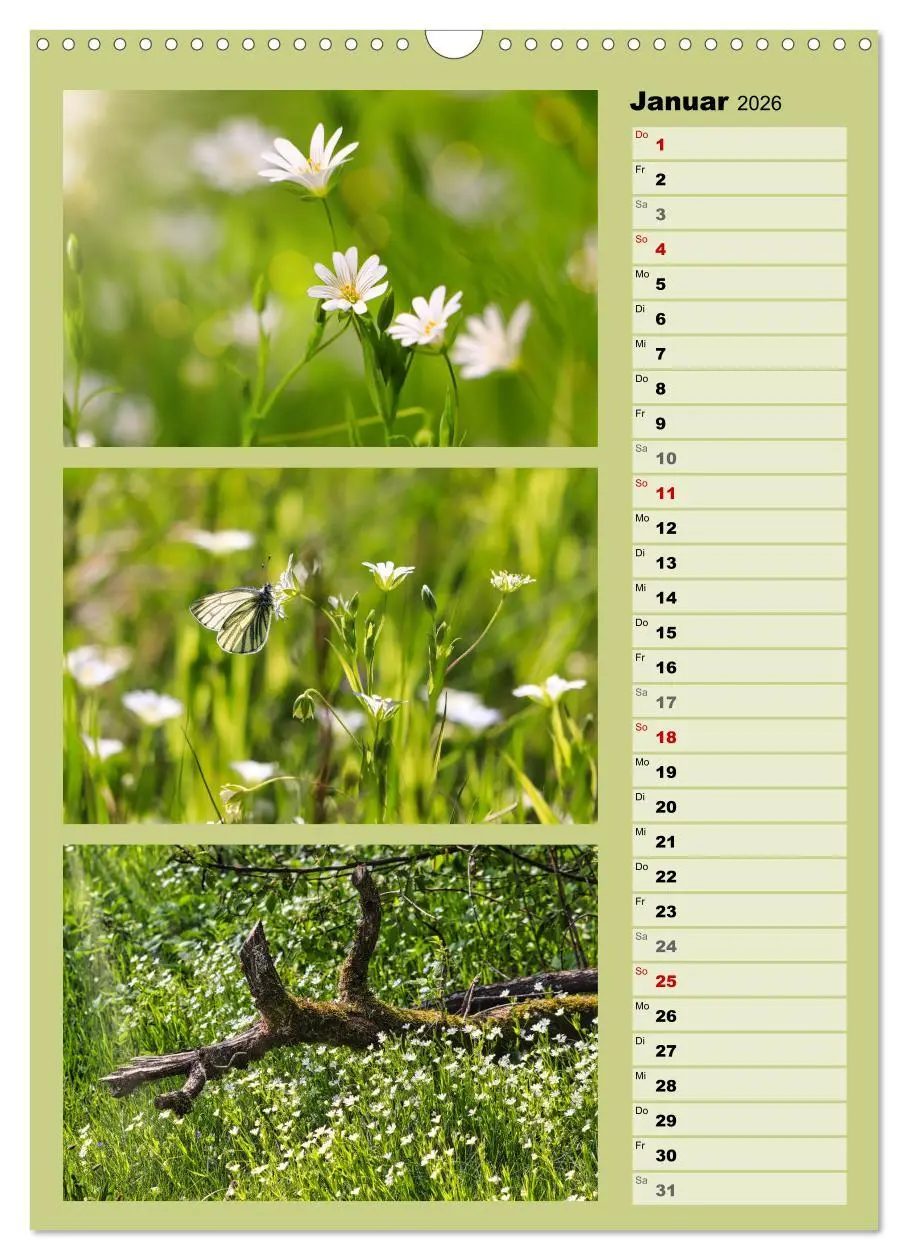 Bild: 9783516259452 | Farbenzauber, bunte Wiesen und bunte Falter (Wandkalender 2026 DIN...