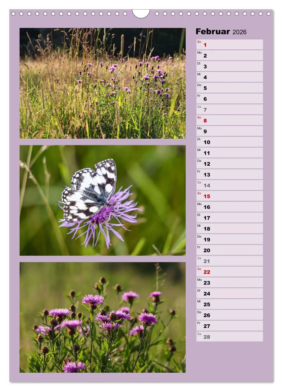Bild: 9783516259452 | Farbenzauber, bunte Wiesen und bunte Falter (Wandkalender 2026 DIN...