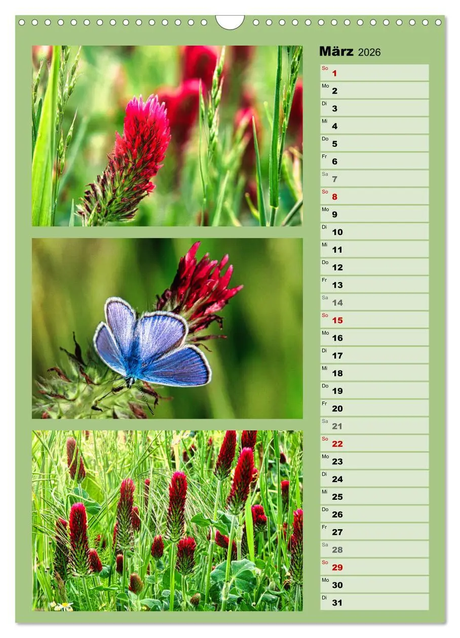 Bild: 9783516259452 | Farbenzauber, bunte Wiesen und bunte Falter (Wandkalender 2026 DIN...