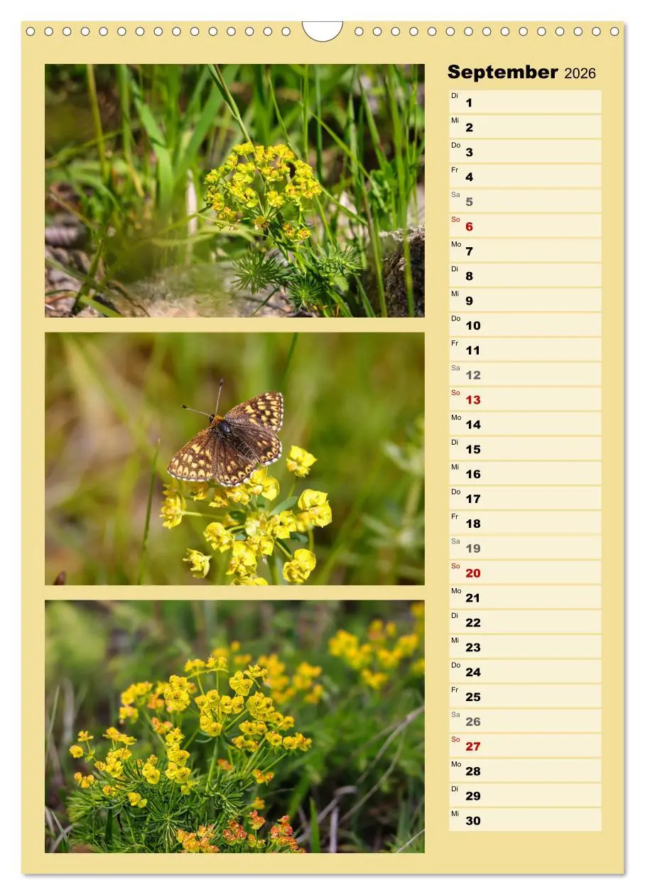Bild: 9783516259452 | Farbenzauber, bunte Wiesen und bunte Falter (Wandkalender 2026 DIN...