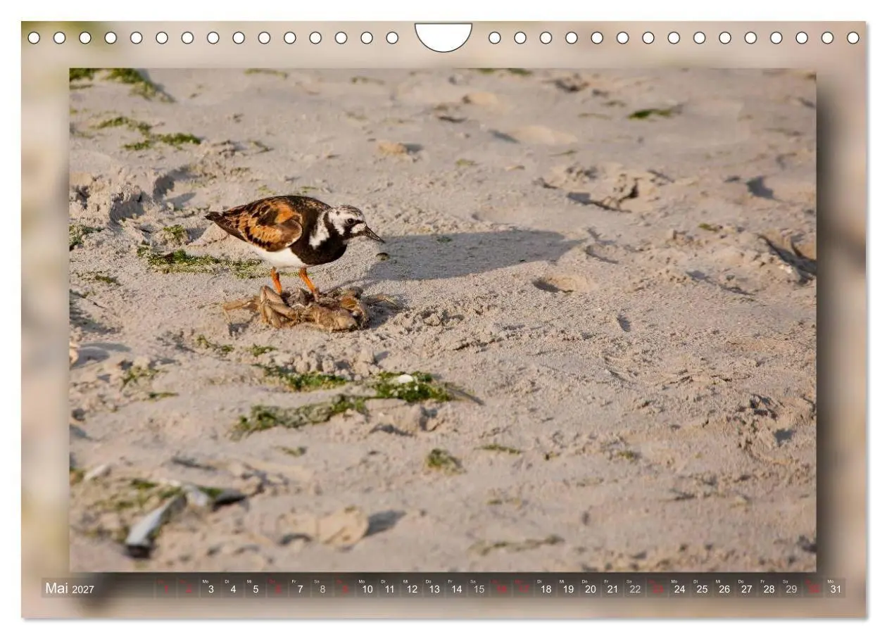 Bild: 9783594099452 | Baltrum - Ein Tag am Strand (Wandkalender 2027 DIN A4 quer),...