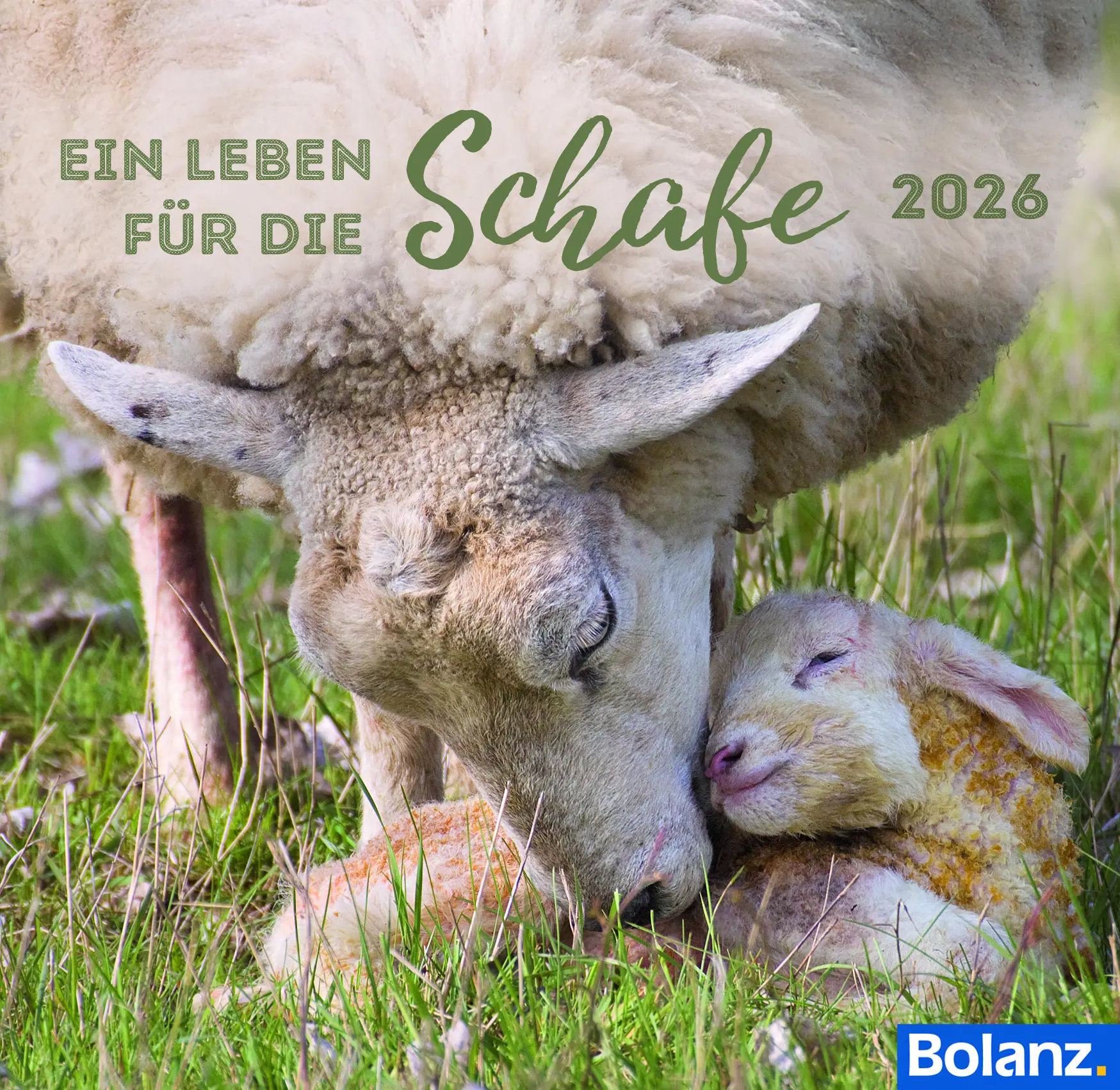 Cover: 9783866039452 | Ein Leben für die Schafe 2026 - Tischkalender | Karl-Heinz Nill | 2026