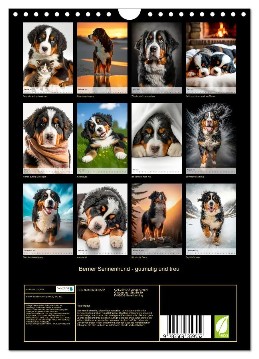 Bild: 9783569339552 | Berner Sennenhund - gutmütig und treu (Wandkalender 2027 DIN A4...