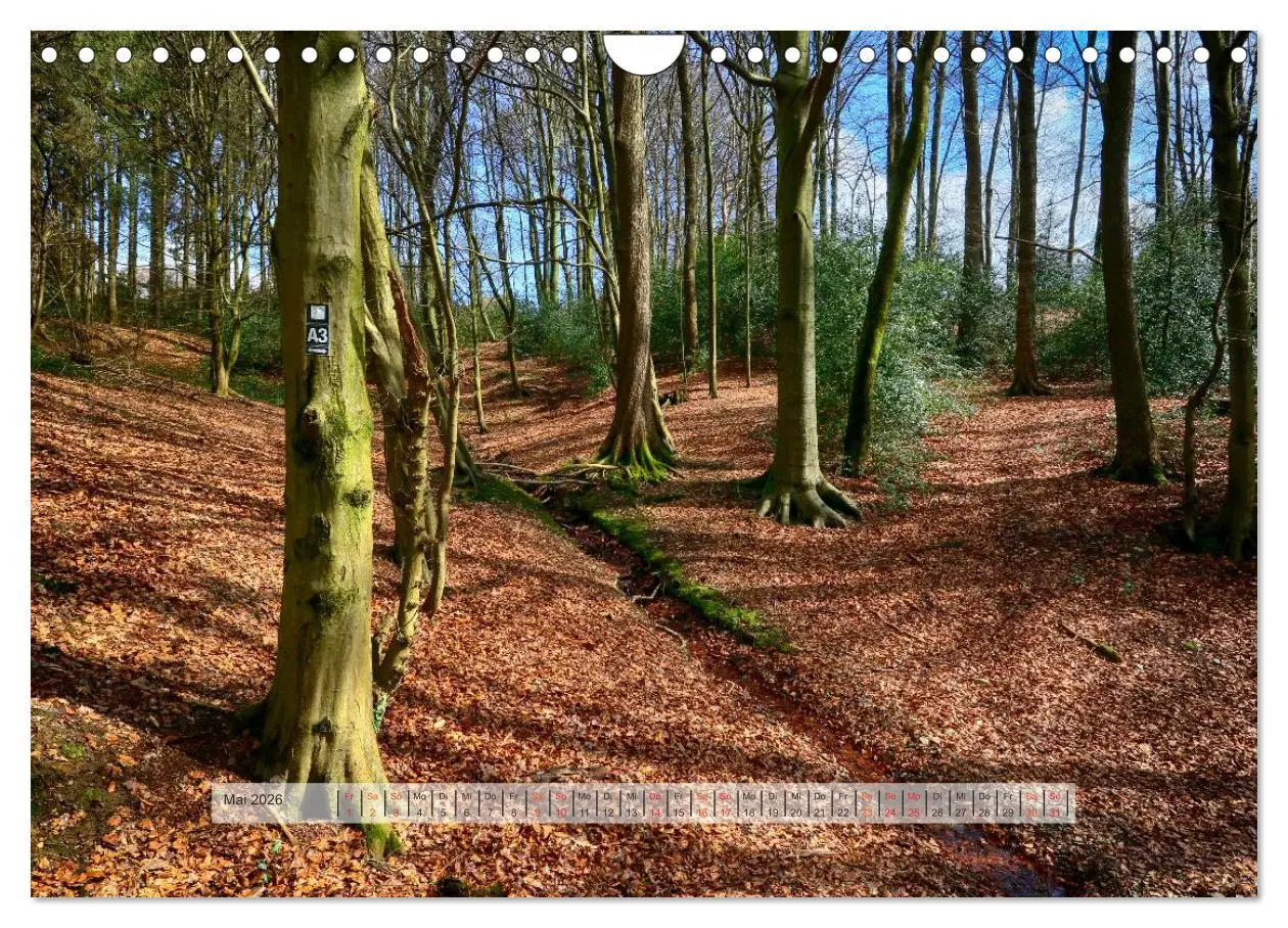 Bild: 9783457909652 | Wald im Bergischen Land 2026 (Wandkalender 2026 DIN A4 quer),...