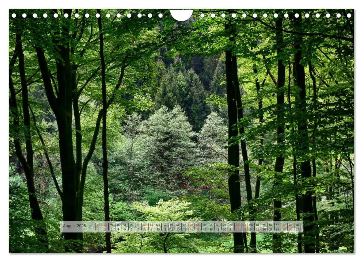 Bild: 9783457909652 | Wald im Bergischen Land 2026 (Wandkalender 2026 DIN A4 quer),...