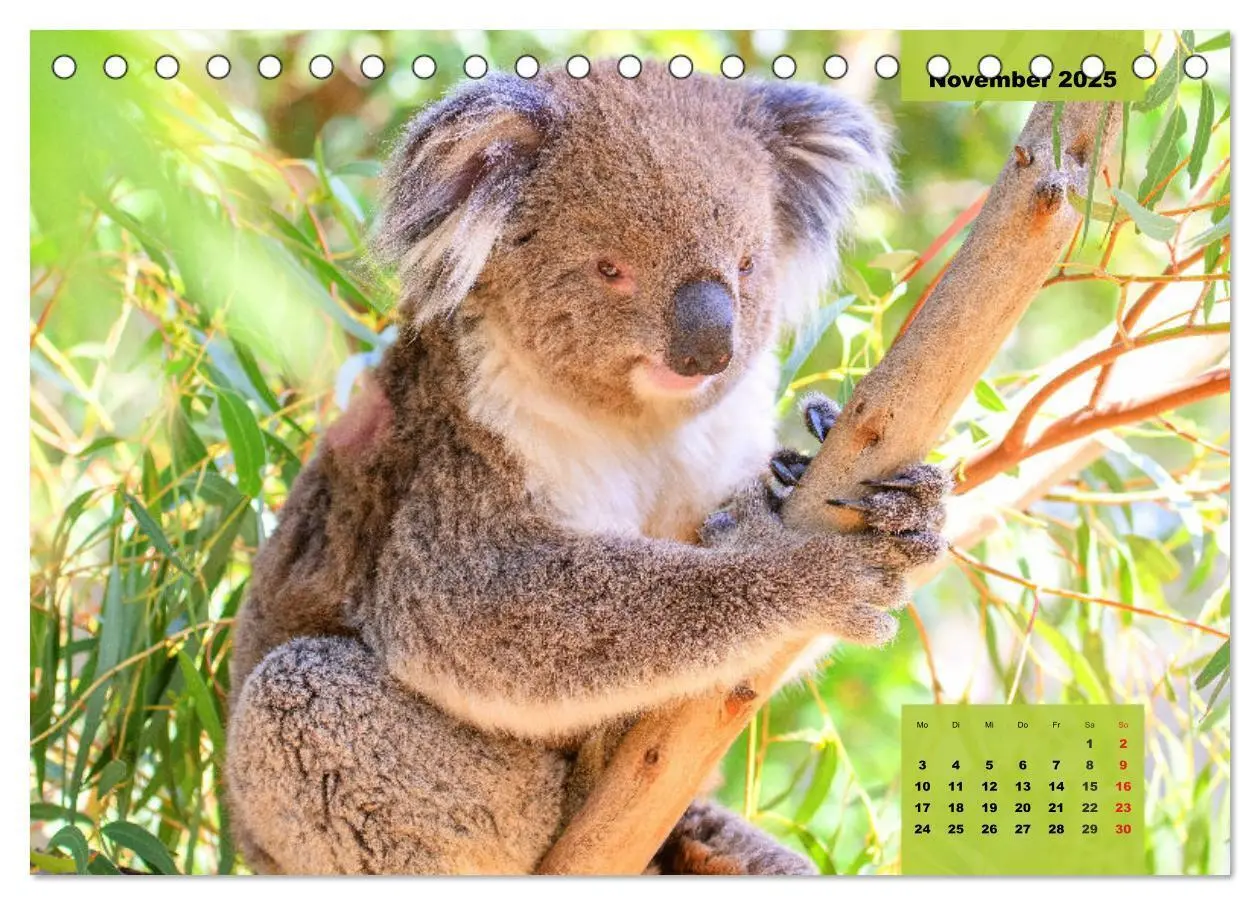 Bild: 9783435049752 | Koalas. Teddy-Alarm! (Tischkalender 2025 DIN A5 quer), CALVENDO...
