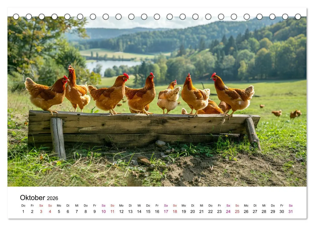 Bild: 9783457369852 | Hühner Federvieh (Tischkalender 2026 DIN A5 quer), CALVENDO...