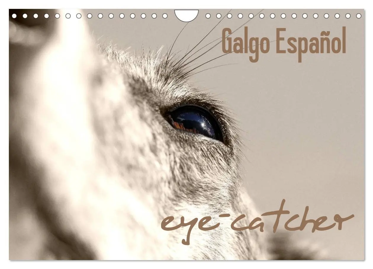 Cover: 9783457979952 | Galgo eye-catcher (Wandkalender 2026 DIN A4 quer), CALVENDO...