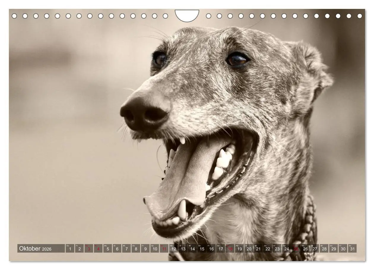 Bild: 9783457979952 | Galgo eye-catcher (Wandkalender 2026 DIN A4 quer), CALVENDO...