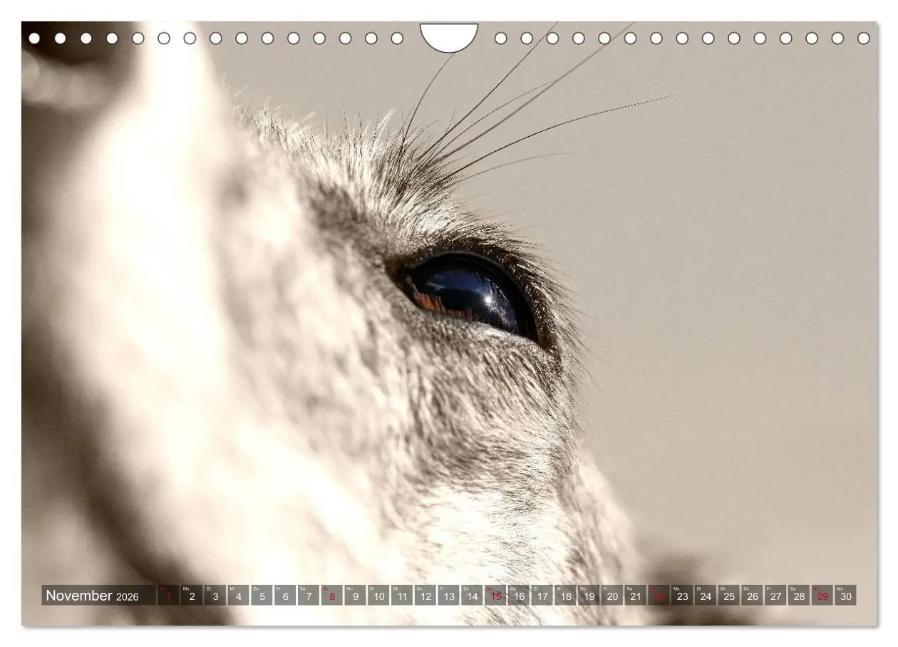 Bild: 9783457979952 | Galgo eye-catcher (Wandkalender 2026 DIN A4 quer), CALVENDO...