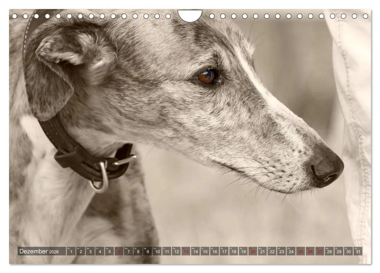 Bild: 9783457979952 | Galgo eye-catcher (Wandkalender 2026 DIN A4 quer), CALVENDO...