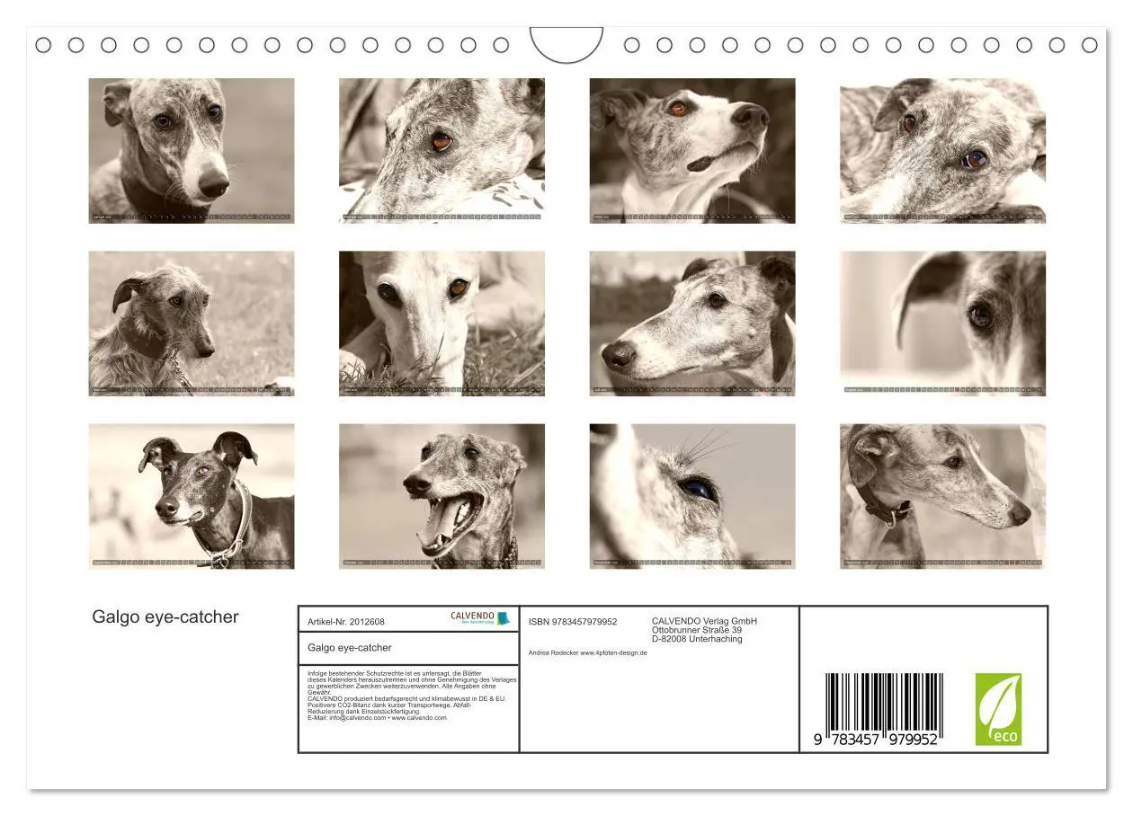 Bild: 9783457979952 | Galgo eye-catcher (Wandkalender 2026 DIN A4 quer), CALVENDO...