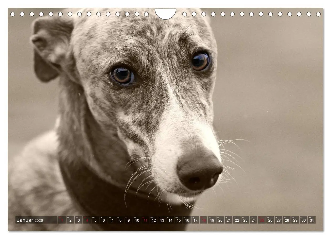 Bild: 9783457979952 | Galgo eye-catcher (Wandkalender 2026 DIN A4 quer), CALVENDO...