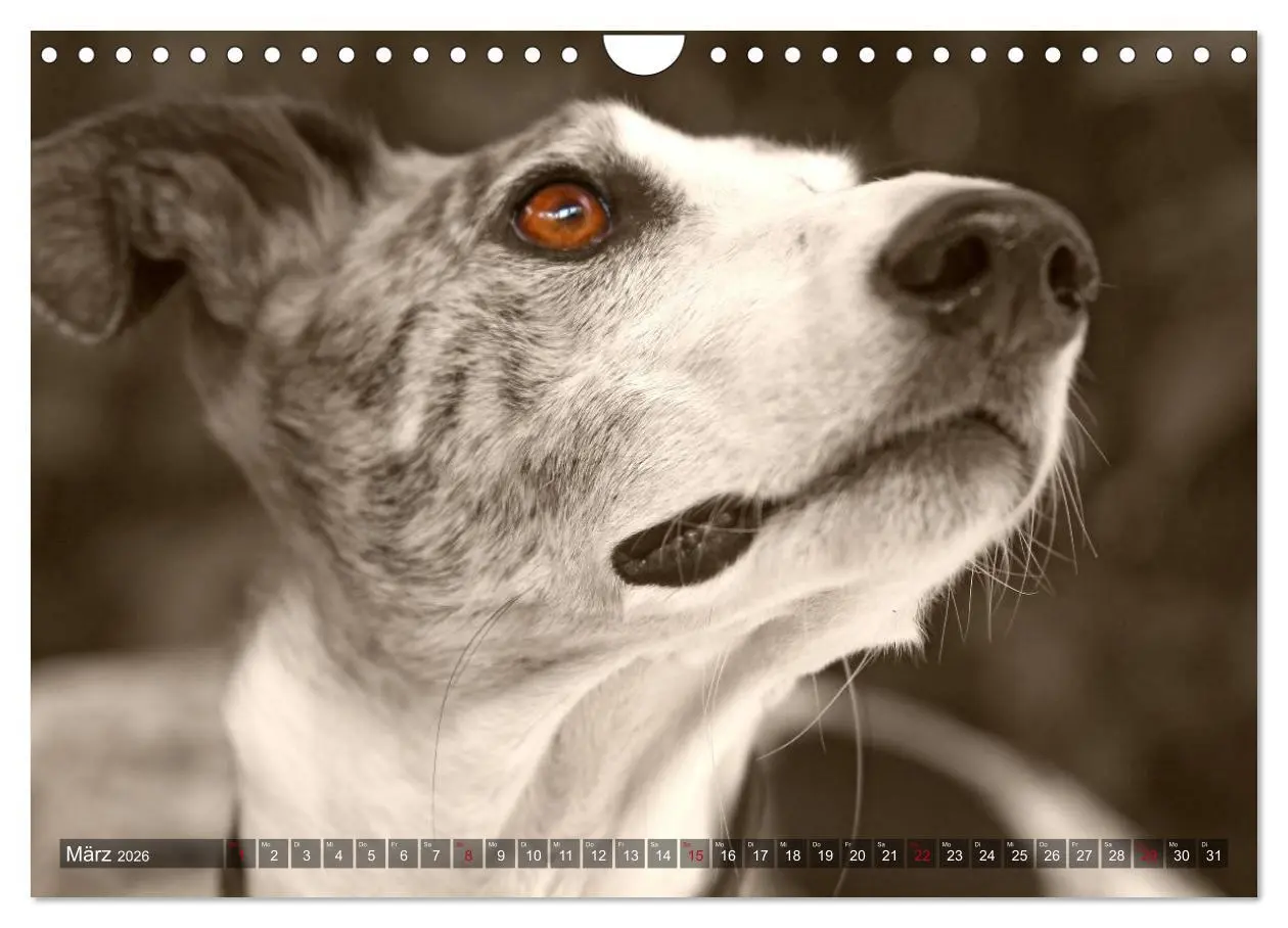 Bild: 9783457979952 | Galgo eye-catcher (Wandkalender 2026 DIN A4 quer), CALVENDO...