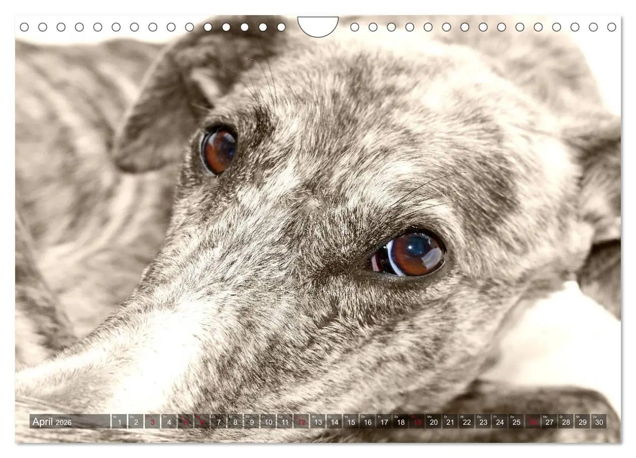 Bild: 9783457979952 | Galgo eye-catcher (Wandkalender 2026 DIN A4 quer), CALVENDO...