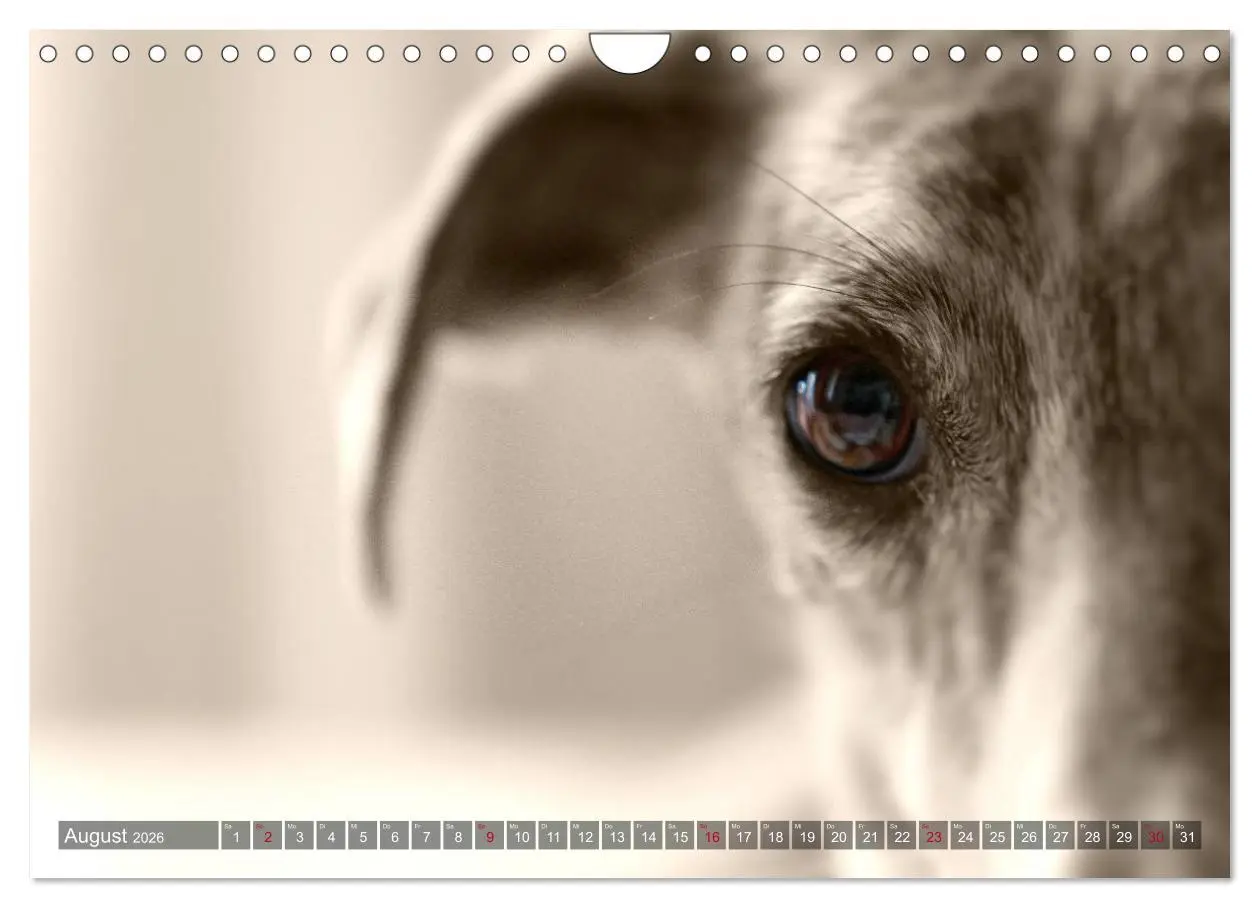Bild: 9783457979952 | Galgo eye-catcher (Wandkalender 2026 DIN A4 quer), CALVENDO...